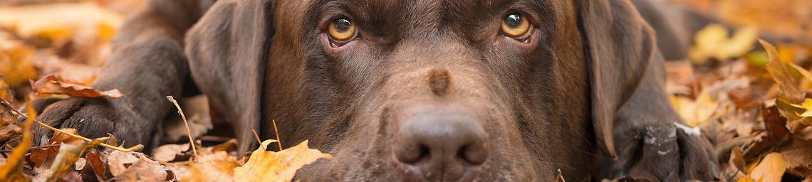 Ersttermine, Einzeltraining & -Beratung